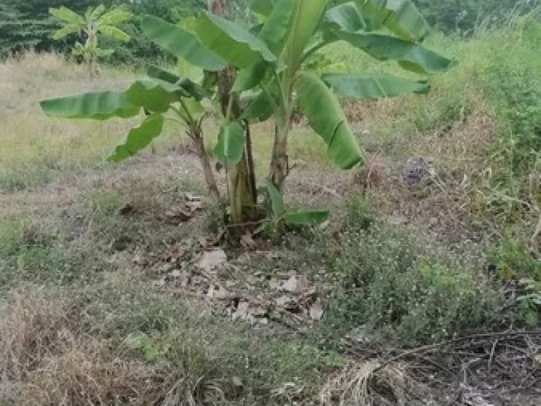 ขายที่ดิน 1 ไร่ เหมาะสำหรับทำธุรกิจ อยู่ฝั่งตรงข้ามเดอะคริสตัลมอล พี ที ที