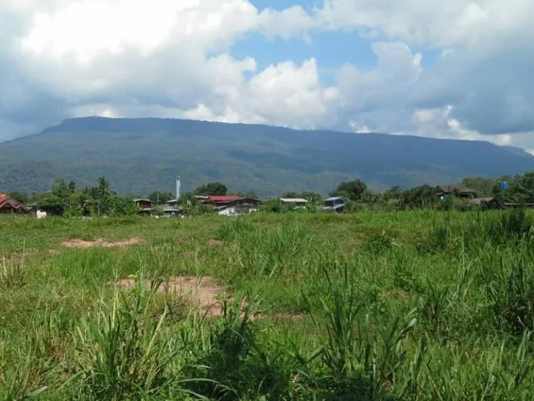 ขายที่ดิน 20 ไร่อยู่ติดถนนทางขึ้นสถานที่ท่องเที่ยวอุทยานแห่งชาติภูกระดึงก่อนถึงตีนเขาภูกระดึง