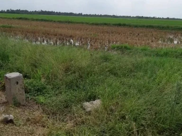 ขายที่ดิน 200 ไร่ ตำบลบ่อเงิน อำเภอลาดหลุมแก้ว งหวัดปทุมธานี