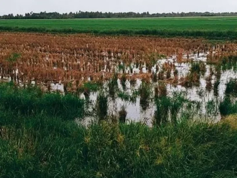 ขายที่ดิน 200 ไร่ ตำบลบ่อเงิน อำเภอลาดหลุมแก้ว งหวัดปทุมธานี