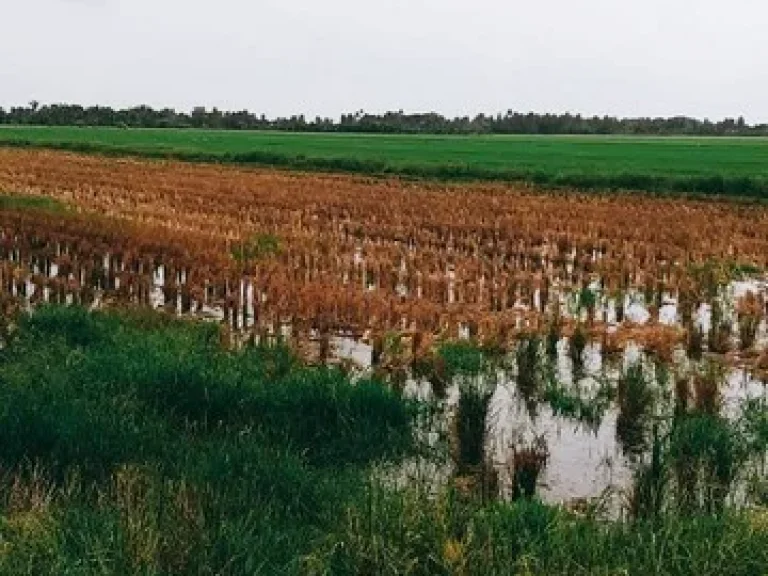 ขายที่ดิน 200 ไร่ ตำบลบ่อเงิน อำเภอลาดหลุมแก้ว งหวัดปทุมธานี