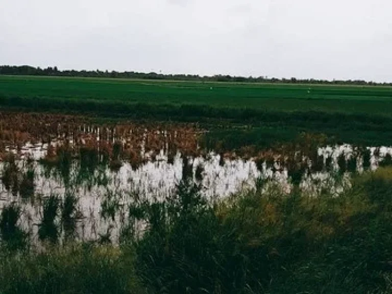 ขายที่ดิน 200 ไร่ ตำบลบ่อเงิน อำเภอลาดหลุมแก้ว งหวัดปทุมธานี