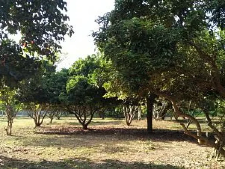 Sale Land with big farm can adaptable will be private house resorthotel etc Pat Chong Korat