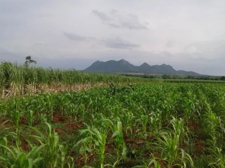 ขายที่ดิน 51 ไร่เศษ ทางหลวงชนบท สาย 3005 ตหนองยายโต๊ะ อชัยบาดาล จลพบุรี