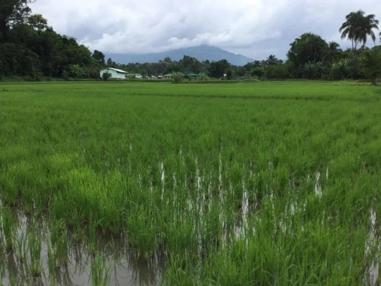 ขายที่นาแม่ริม วิวสวย เหมาะกับลงทุนรีสอทร์