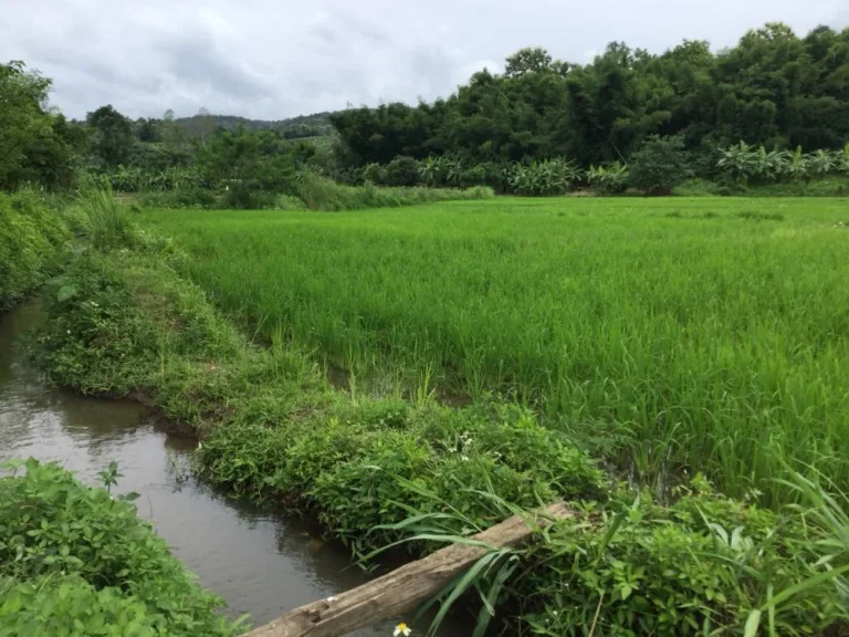 ขายที่นาแม่ริม วิวสวย เหมาะกับลงทุนรีสอทร์