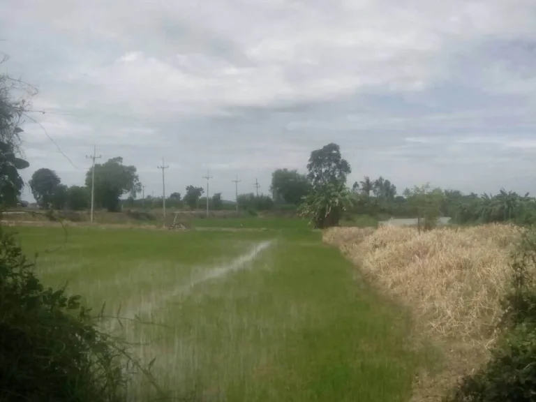 ขายที่ดิน 3ไร่ ถนนสายบ้านหัวเกาะ-บ้านหนองกรด โคกช้าง สุพรรณบุรี