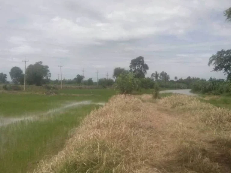 ขายที่ดิน 3ไร่ ถนนสายบ้านหัวเกาะ-บ้านหนองกรด โคกช้าง สุพรรณบุรี