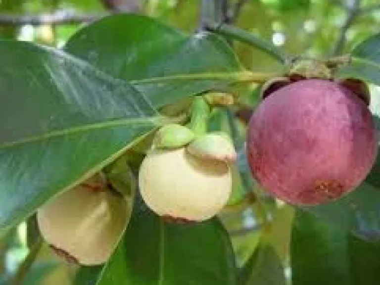 ขายสวนมังคุดติดลำธาร ใกล้ถนนสุขุมวิท