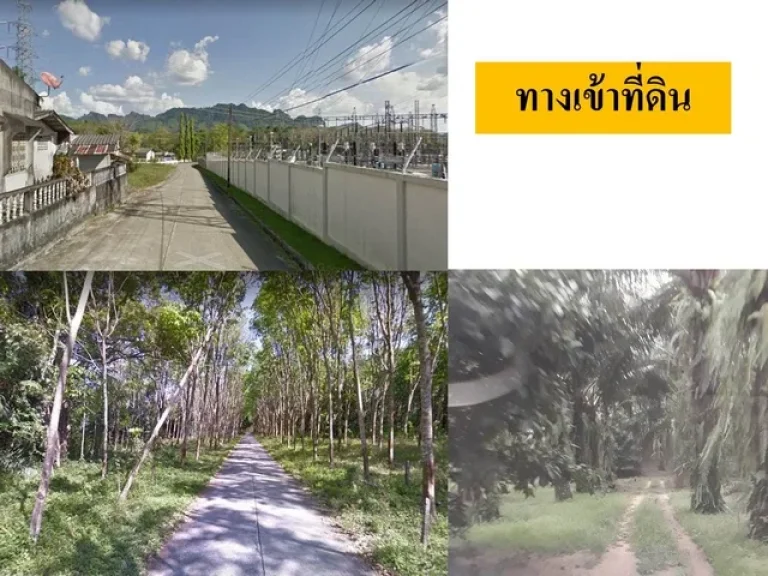 ขายที่ดินสวนยาง สวนปาล์ม 6 ใกล้ตัวเมืองพังงา ไร่ ตนบปริง อเมืองพังงา จพังงา