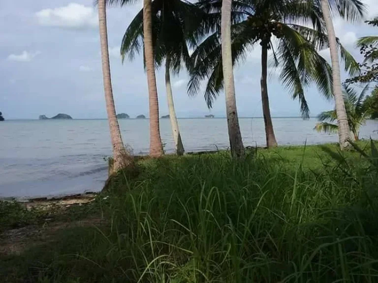 ขายที่ดินในเกาะสมุย 301 ตรว ติดชายหาด เหมาะสำหรับสร้างบ้านพักตากอากาศ