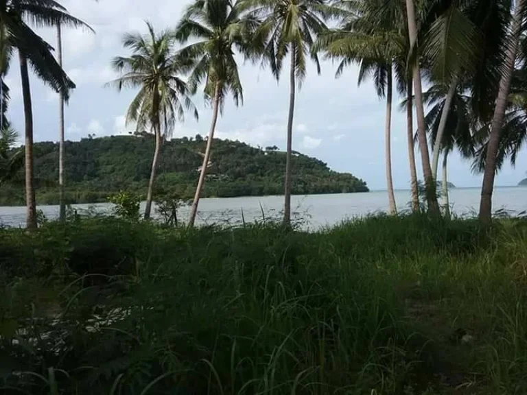 ขายที่ดินในเกาะสมุย 301 ตรว ติดชายหาด เหมาะสำหรับสร้างบ้านพักตากอากาศ