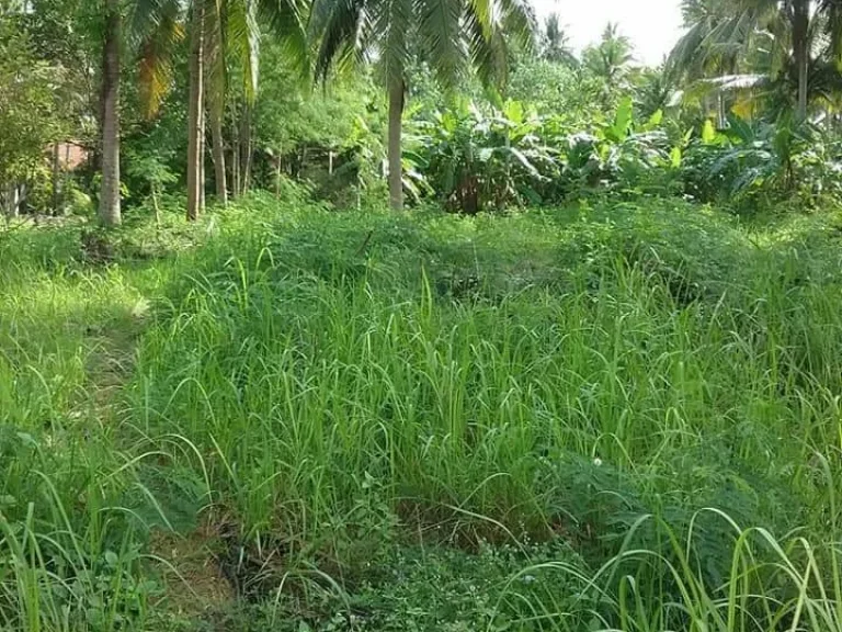 ขายที่ดินในเกาะสมุย 301 ตรว ติดชายหาด เหมาะสำหรับสร้างบ้านพักตากอากาศ