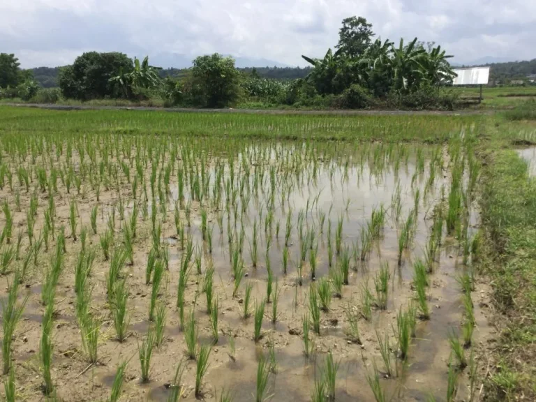 ขานที่นาเห็นวิวดอย สันโป่ง แม่ริม