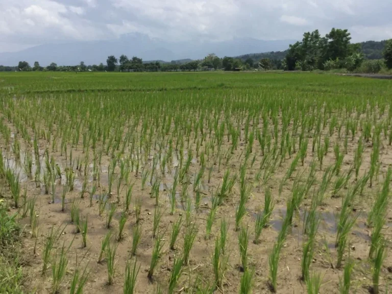 ขานที่นาเห็นวิวดอย สันโป่ง แม่ริม