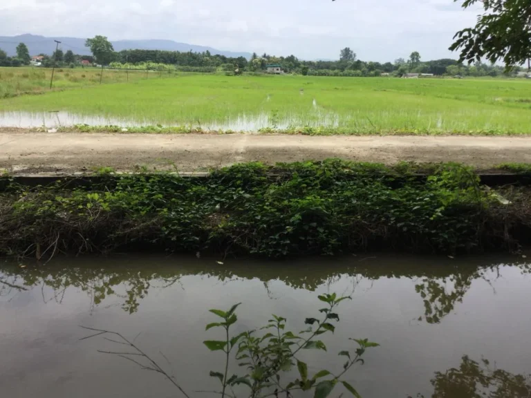 ขานที่นาเห็นวิวดอย สันโป่ง แม่ริม