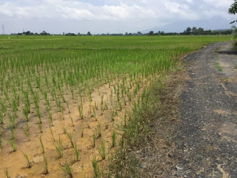 ขานที่นาเห็นวิวดอย สันโป่ง แม่ริม