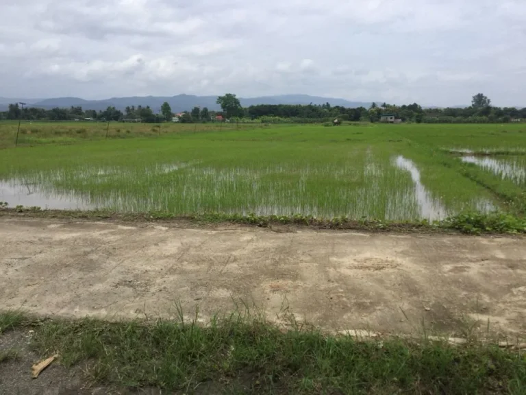 ขานที่นาเห็นวิวดอย สันโป่ง แม่ริม