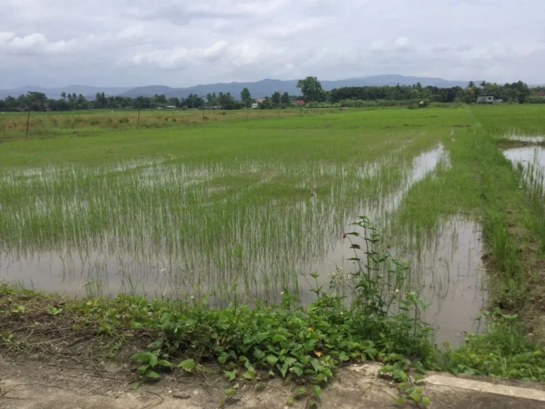 ขานที่นาเห็นวิวดอย สันโป่ง แม่ริม