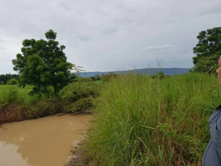 ขายที่ดินใกล้ศาลชุมแพ บ้านห้วยบง ตหนองไผ่ อชุมแพ จขอนแก่น