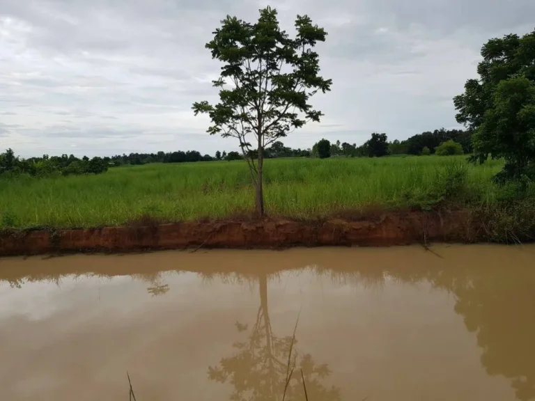 ขายที่ดินใกล้ศาลชุมแพ บ้านห้วยบง ตหนองไผ่ อชุมแพ จขอนแก่น