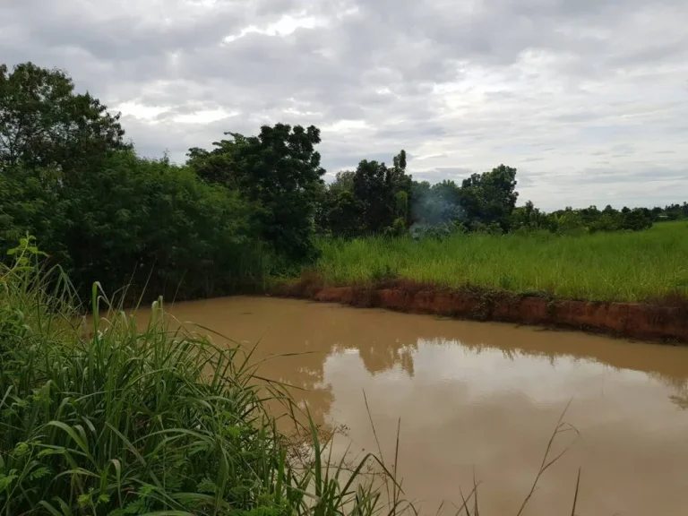 ขายที่ดินใกล้ศาลชุมแพ บ้านห้วยบง ตหนองไผ่ อชุมแพ จขอนแก่น