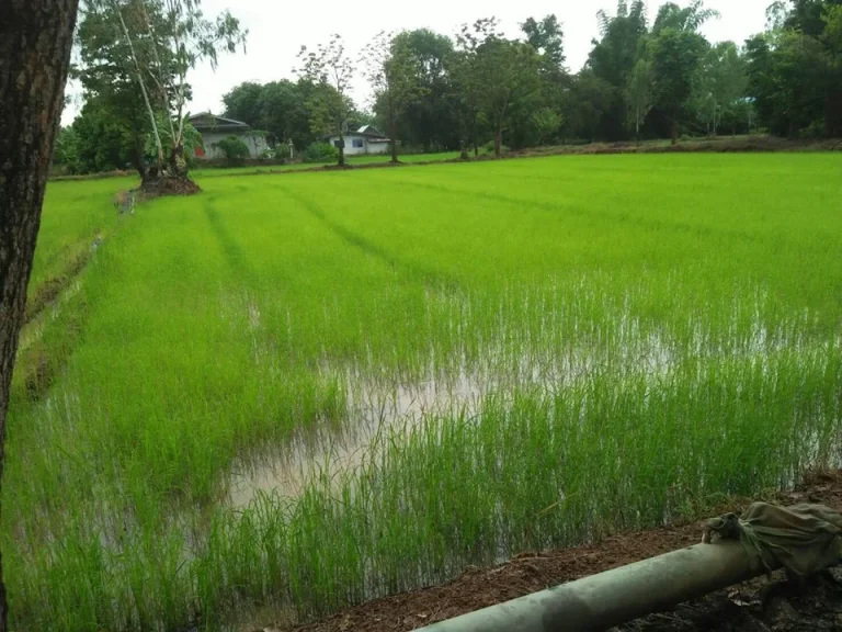 ขายที่ดิน 3 ไร่ พรหมพิรามจพิษณุโลก