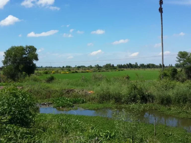 ขายที่ดิน 9 ไร่ ติดถนนหลักเส้นบางตาเถร อสองพี่น้อง จสุพรรณบุรี