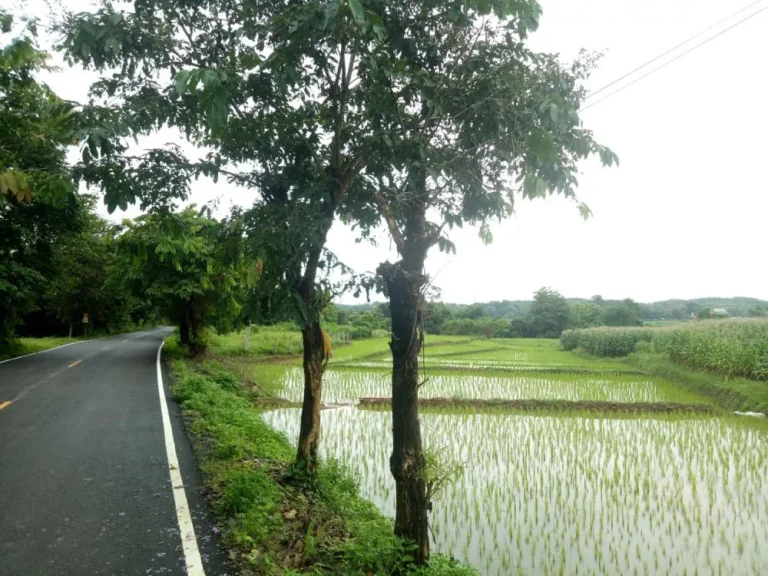 ขายที่ดิน บรรยากาศดี สามารถมองเห็นวัดศรีมงคล วัดบ้านก๋ง