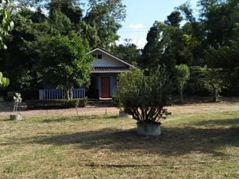 Sale Farm Fruits among natural forest at Pak Chong districtedNakornratchasima or Korat Province