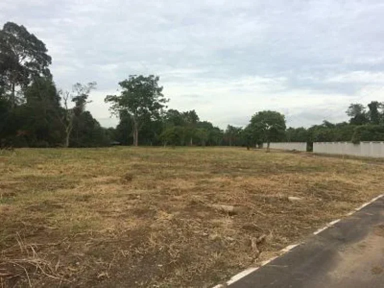 Sale Farm Fruits among natural forest at Pak Chong districtedNakornratchasima or Korat Province