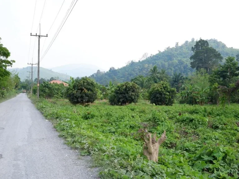 ที่ดิน โฉนด 3ไร่ มาบโสม ตชะอม อแก่งคอย จสระบุรี