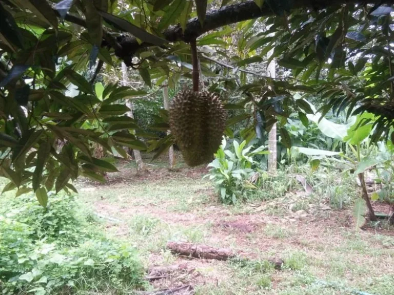 ที่ดินพร้อมบ้านสวนทุเรียนและผลไม้อื่นๆ