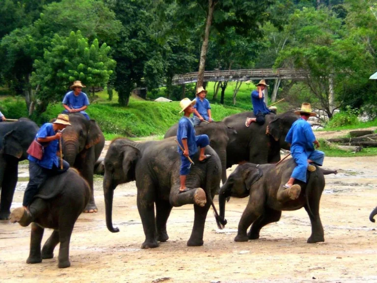 ขายกิจการ ปางช้าง ทำเลดี น่าลงทุน