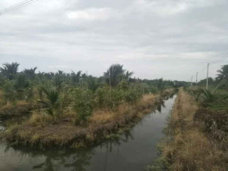 ขายที่ดินสวนมะพร้าว 30ไร่ บางแพ ราชบุรี