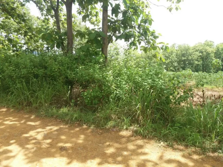 Agricultural Land with teaks for sale at Loei ขายสวนสัก เมืองเลย