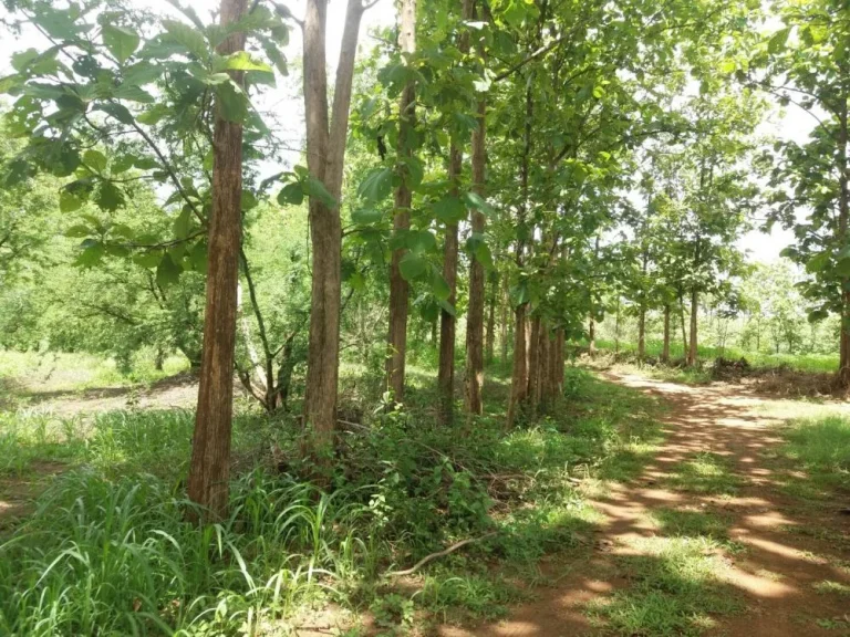 Agricultural Land with teaks for sale at Loei ขายสวนสัก เมืองเลย