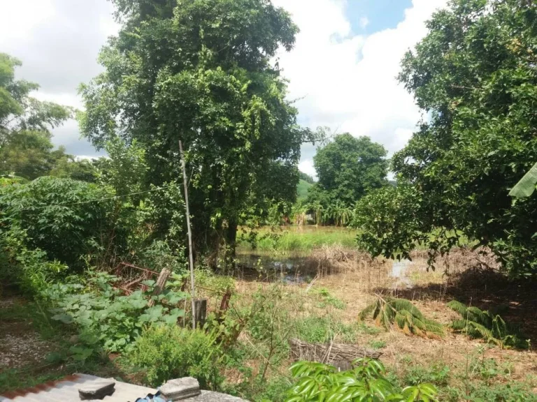 Agricultural Land with teaks for sale at Loei ขายสวนสัก เมืองเลย