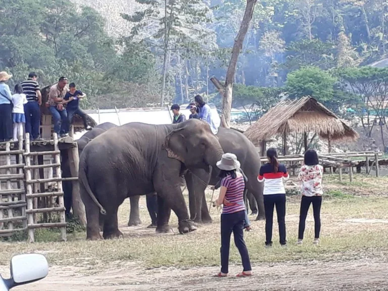 ขายกิจการพร้อมที่ดิน ปางช้าง