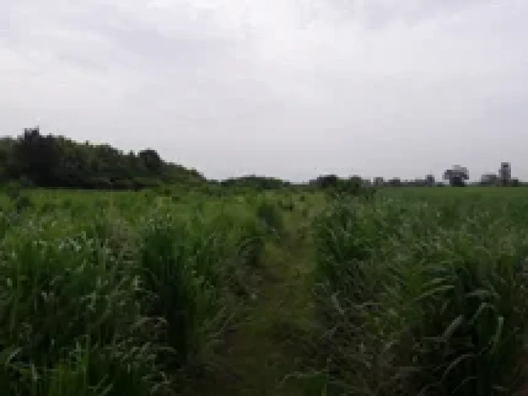 ไร่ ขายราคาถูก หน้าติดทางหลวงชนบทสายบ้านใหม่ดอนกระชาย-บ้านห้วยกระบอก ราดยาง 2 เลนน์