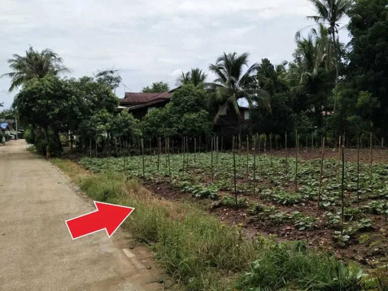 ขายที่ดินโฉนดชุมชนบ้านโตก อเมืองเพชรบูรณ์ อยู่ติดทางหลัก ถนนสระบุรี-หล่มสัก เนื้อที่ 2 งาน 50 ตรวา