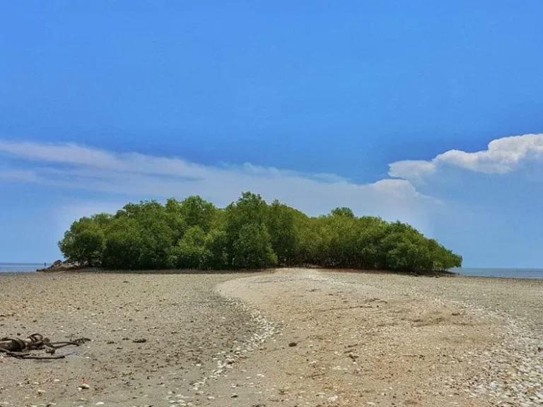 ที่ดินติดชายทะเล จุดชมวิวบางแก้ว 200 กว่าตรว