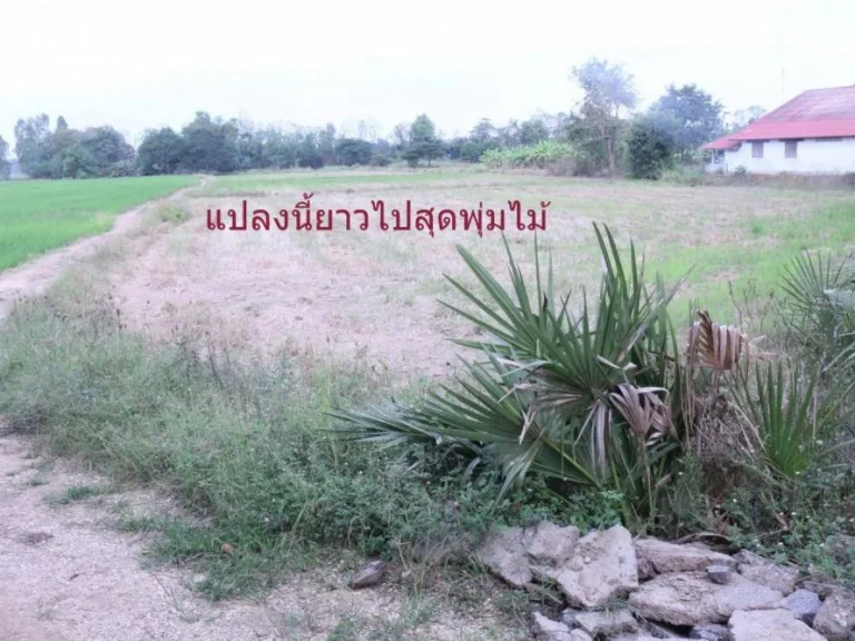 ที่ดินอำเภอบางระกำ จังหวัดพิษณุโลก 6 ไร่ 87 ตรว เจ้าของขายเอง