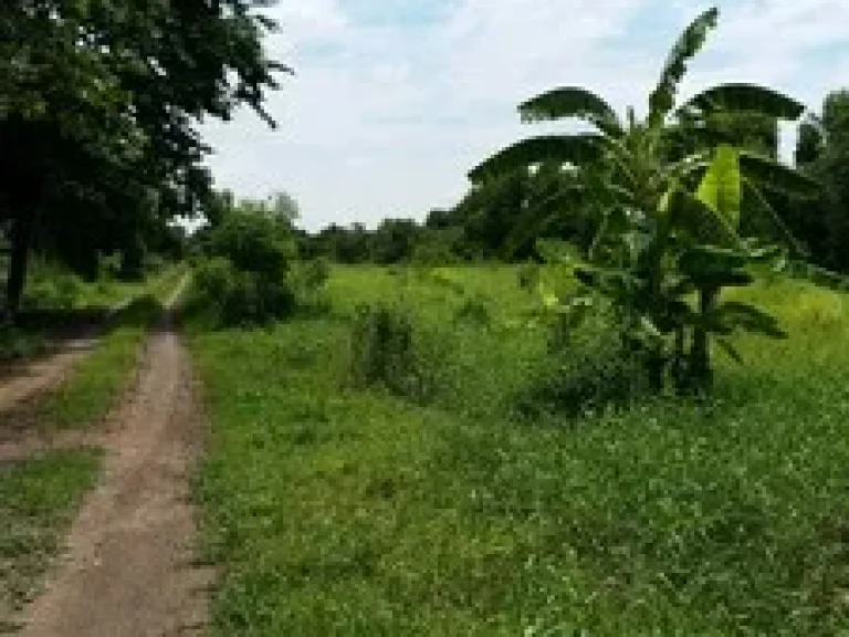 ขายที่ดิน คลอง10 หนองเสือ ติดถนนลาดยางเรียบคลอง ทำเลดี 3 ไร่