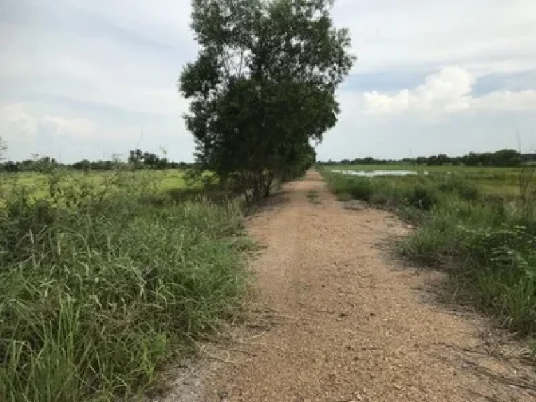 ขายที่ดิน คลอง10 หนองเสือ 2ไร่ เข้าออกได้สองทาง ใกล้ถนนลาดยางเรียบคลอง10