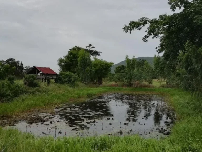 ขายที่ดินทำการเกษตร บ้านนาหนองทุ่ม อแก้งคร้อ จชัยภูมิ