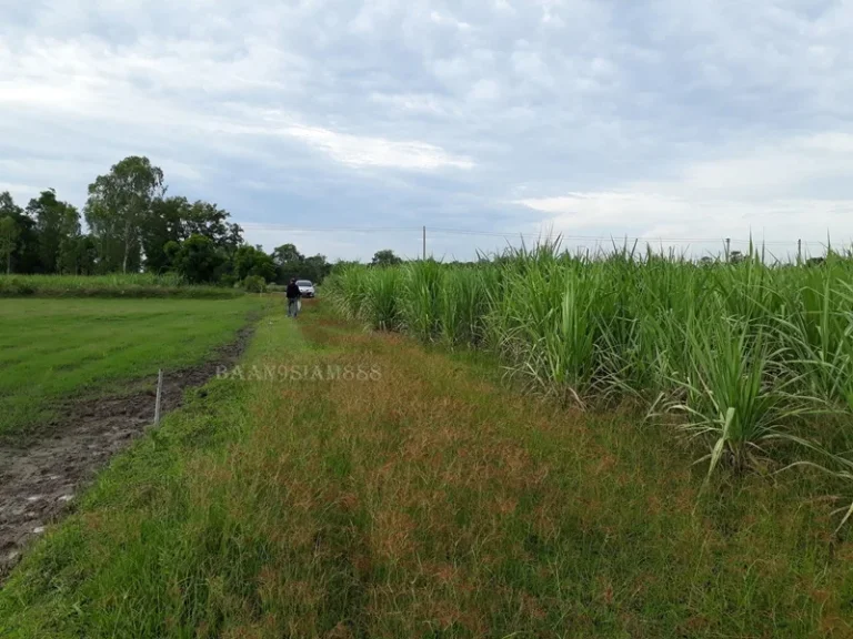 ที่ดิน 29-0-80ไร่ สุพรรณบุรี