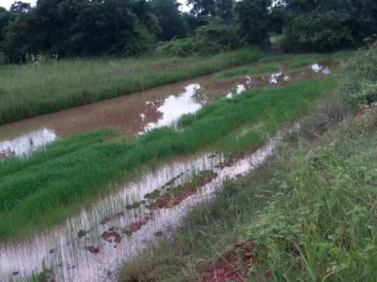 ติดถนน 4 เลน เเยกมาจากถนนมิตรภาพโคราช-ขอนเเก่น ขาย 700000