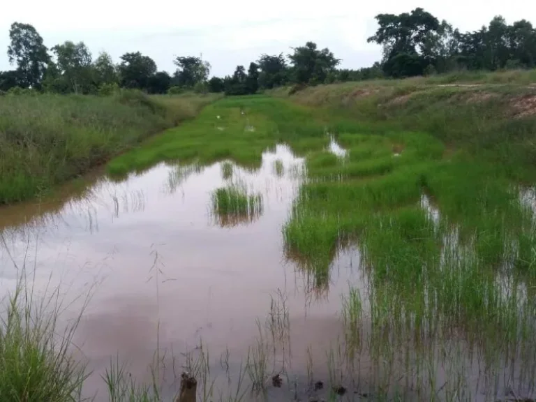 ติดถนน 4 เลน เเยกมาจากถนนมิตรภาพโคราช-ขอนเเก่น ขาย 700000