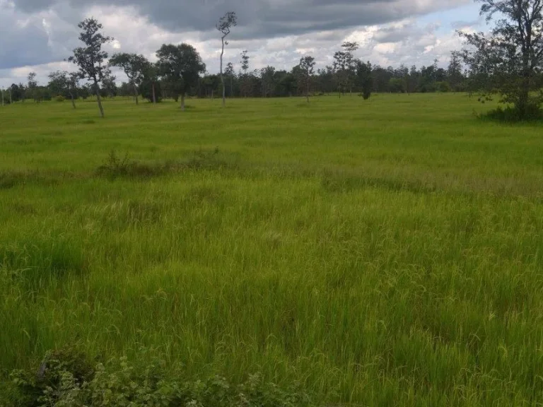 ขายที่ดิน 10 ไร่ จังหวัดอุบลราชธานี